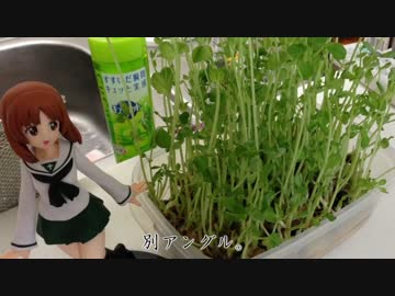 【家庭菜園】　豆苗（とうみょう）を育ててみた　【観察日記】