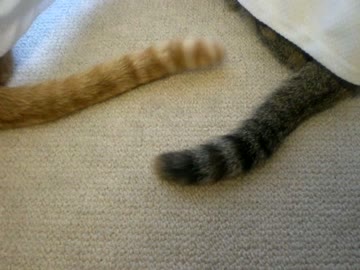 拾いねこ＠生後756/723日　可愛い二本の尻尾
