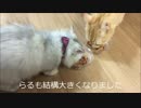 2匹のご飯をめぐる戦い