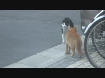 人懐こいオス茶トラ猫が流れ猫とケンカしてたので追いかけてみた