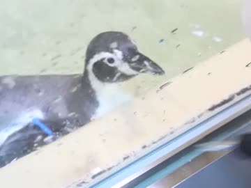 ペンギンが遊んでくれた
