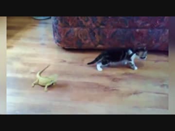 すんごい勢いで怯える子猫ｗｗｗｗ