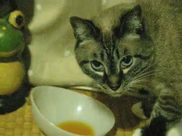 私事ですが今日はジャンくんパパの誕生日