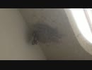 IMG_1004.MOV