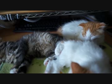 【#268】 ひたすら寝る　【猫万歳】