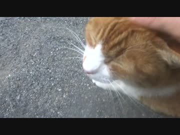 モフモフなメスのボス猫を夏に向けてファーミネートしてみた