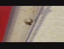 スパイダー！