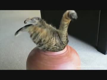 みんな狭いとこ大好きなんだなぁ