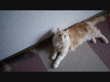 【#269】 わん　【猫万歳】