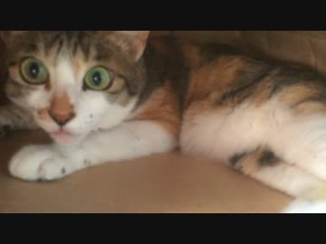 この暑いのに、エアコンないのに、紙袋の中で寝る猫　2014/8/1