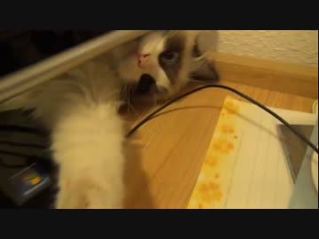 ラグドールのレオ　Vol.34 またもやPCモニター裏に籠城する猫