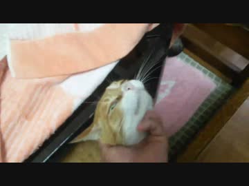 我が家の猫達２