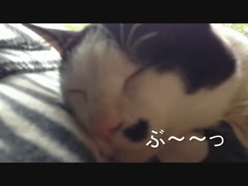 みーちゃんのねごと