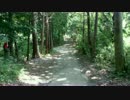 トトロが出てきそうな森の中【4K UrtraHD】【フリー素材】