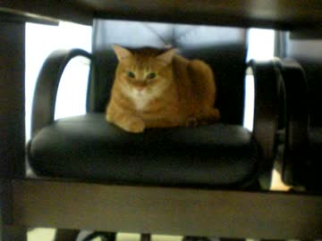 拾いねこ＠生後758/725日　社長風アコさん