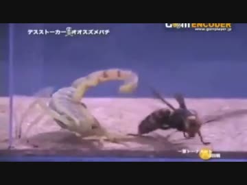 虫皇帝　テラフォーマーズに出てくる虫　まとめ