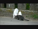 とある田舎の猫事情　～猫達の日常編～