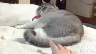 テレビに夢中で飼い主をシッポであしらう猫