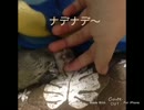 【デグー】虐めてみた