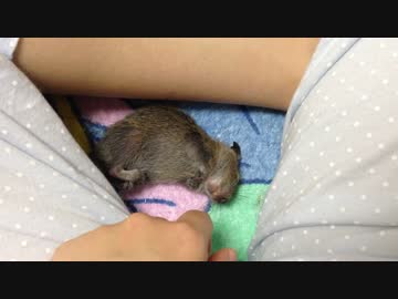 【デグー】撫でるとゴロンしてくれる