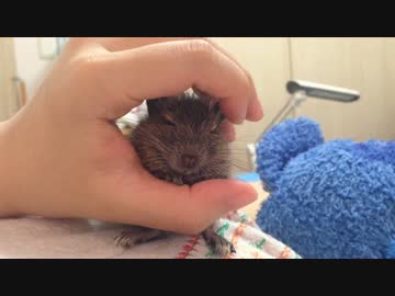 【デグー】手を追いかける