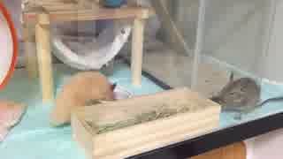 【デグー】VSキンクマ