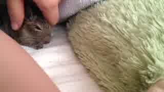 【デグー】あくび
