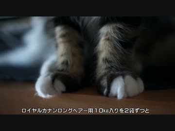 【#270】 猫のエサ代　【猫万歳】