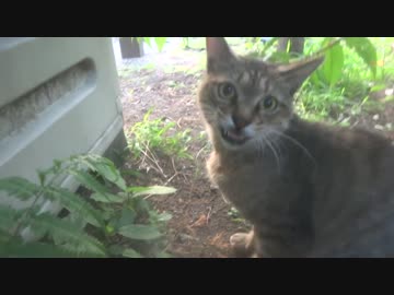 【公園猫戦争】公園を荒らす暴虐の猫、遂にモフりを許す