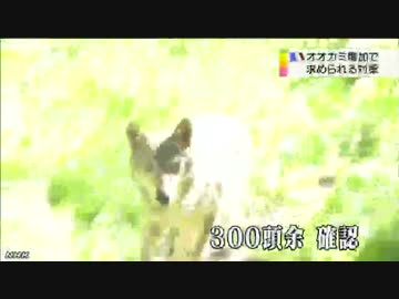 一時絶滅のオオカミ フランスで再び猛威