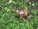 セミの幼虫がスズメに。羽化