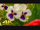 【ガチ】 4K RAW シネマカメラ