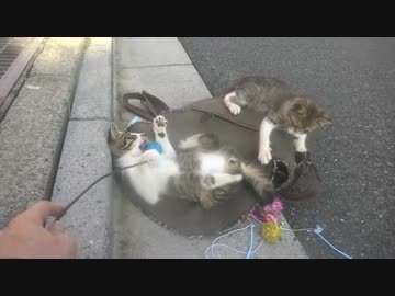 子猫同士の死闘！白サバ子猫兄弟、骨肉の争いをする