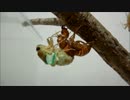 アブラゼミの羽化