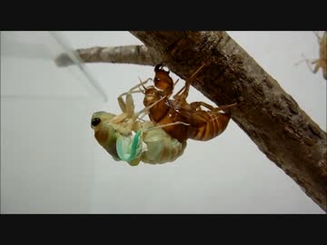 アブラゼミの羽化