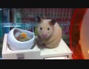 【第6回】キンクマハムスター「ひま」、 こっち見て帰るｗ