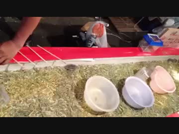 大阪の日常 動物虐待 ハムスター釣り ニコニコ動画