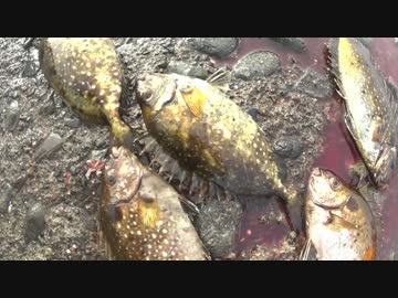 【釣り】釣りへ行こう！part3-2【アウトドア】