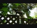 とある田舎の猫事情　～柵の上のちびキジ編～
