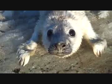 【みなしご？】スキーヤーの後をくっついてくるアザラシの赤ちゃん