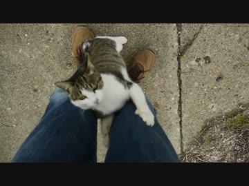 かわい過ぎる子猫