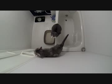 【モアクリ】 ネコとお引越し (1/3) 搬出の巻