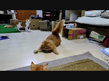 【マンチカンズ】回転にゃんこと尻ふりにゃんこ