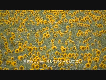 ソフテイルスリムで散歩は道央でしょう　北竜ひまわりの里