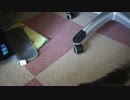 【#271】 夏でも部屋は快適　【猫万歳】