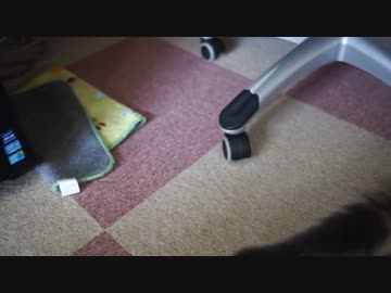 【#271】 夏でも部屋は快適　【猫万歳】