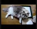 【レオ★ララ】 この箱じゃ納得してない猫