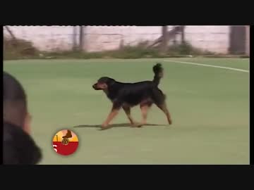 サッカーの試合に乱入してヘディングシュートを決めた犬のドヤ顔