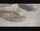 渓流釣りがしたくなって・・・ルアー＆久々の餌釣り編