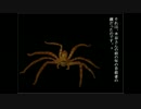 【実況】大学生にもなってあった怖い話Part5